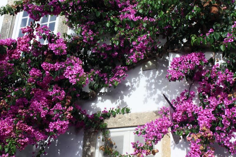 316-Obidos,29 agosto 2012.JPG